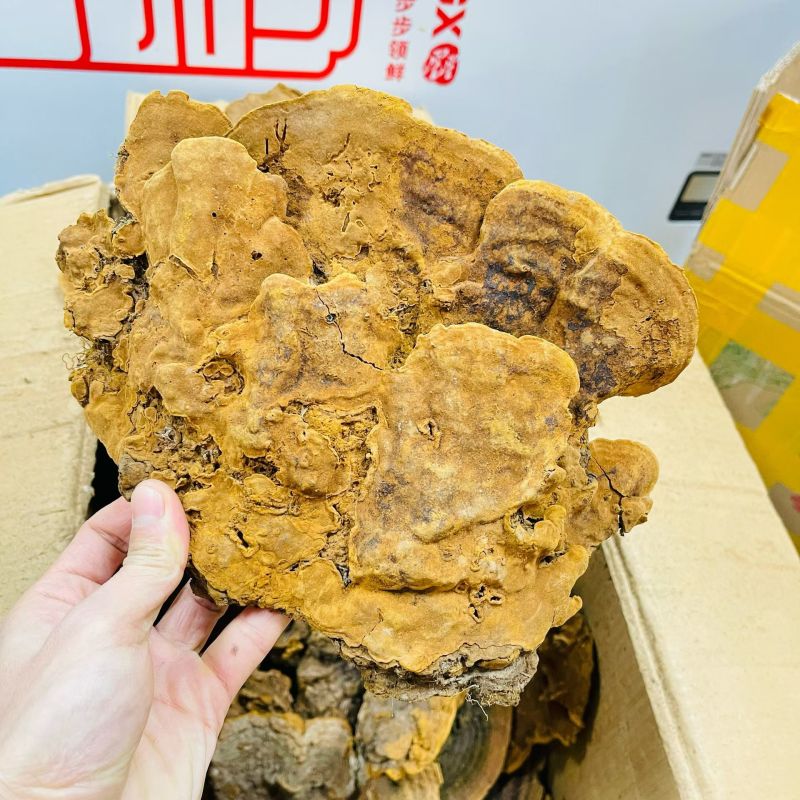 相思树桑黄纯野生西藏桑黄相思桑黄野生桑黄