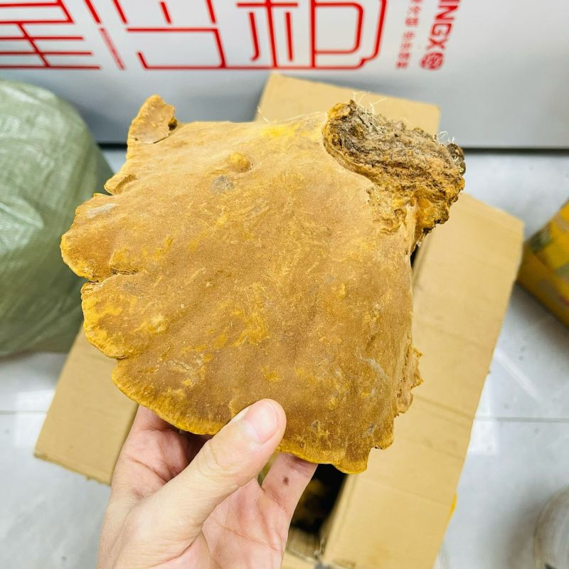 相思树桑黄纯野生西藏桑黄相思桑黄野生桑黄