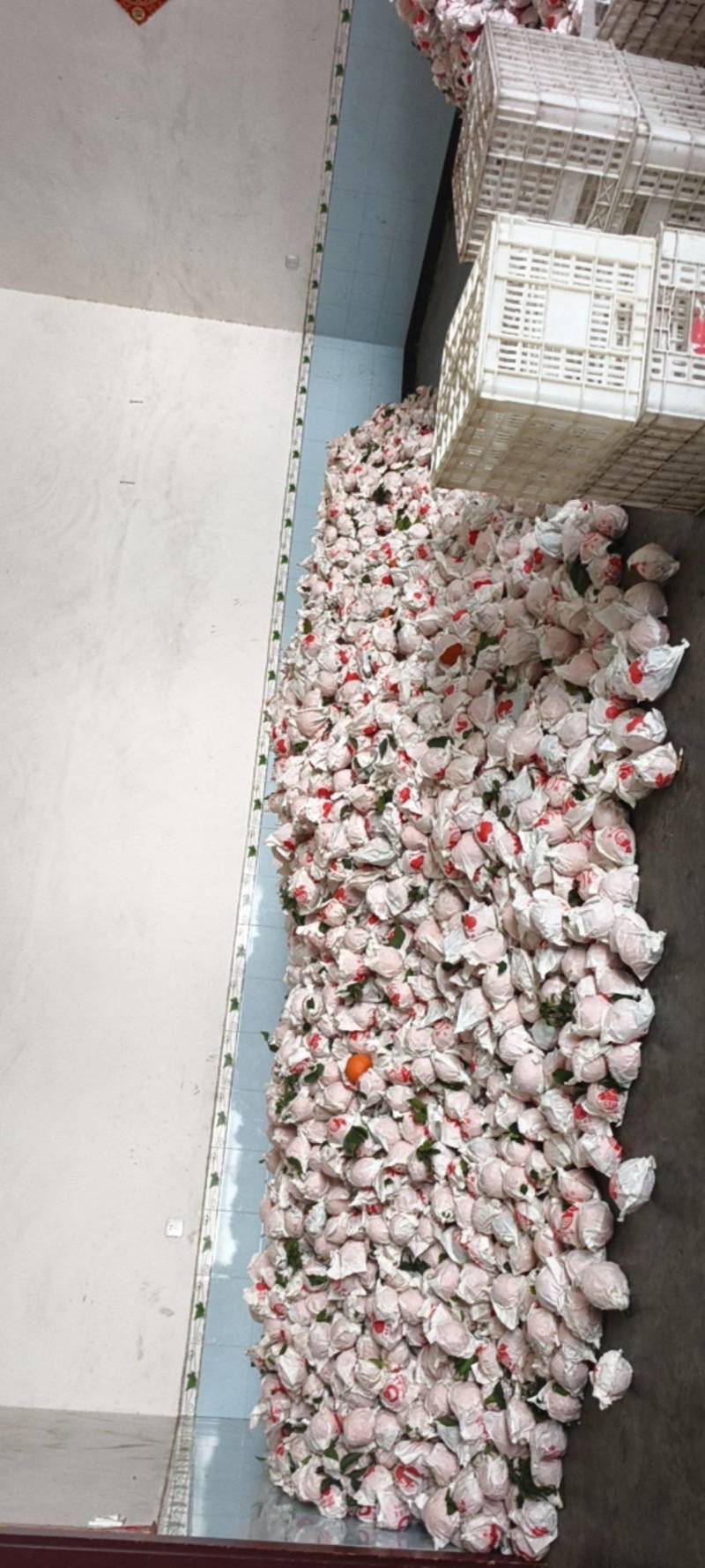 爱媛橙商品果靓货四川眉山橙子爱媛橙果冻橙大量现货价格实惠