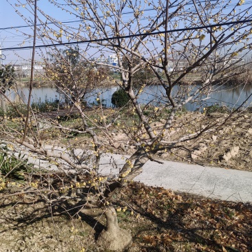 腊梅花树