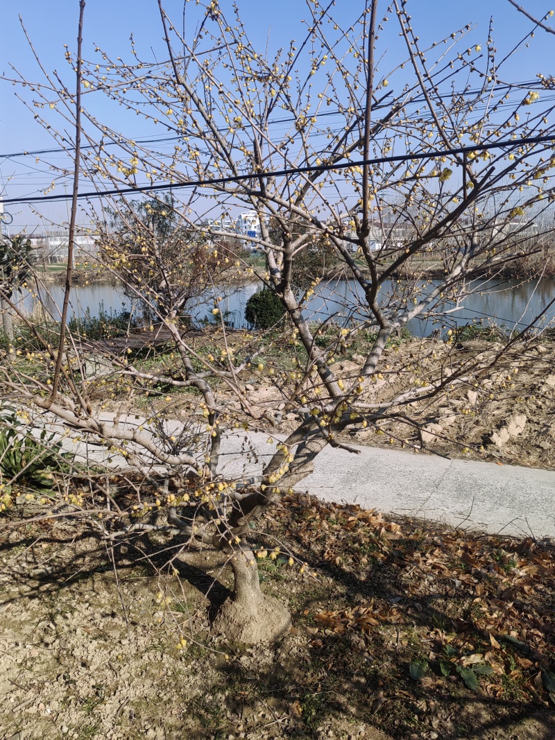 腊梅花树