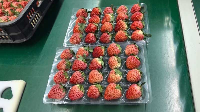 专注于红颜草莓有完整的供应体系打包物流