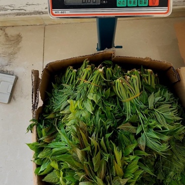 鸡冠红红油香椿反季节种植上市了