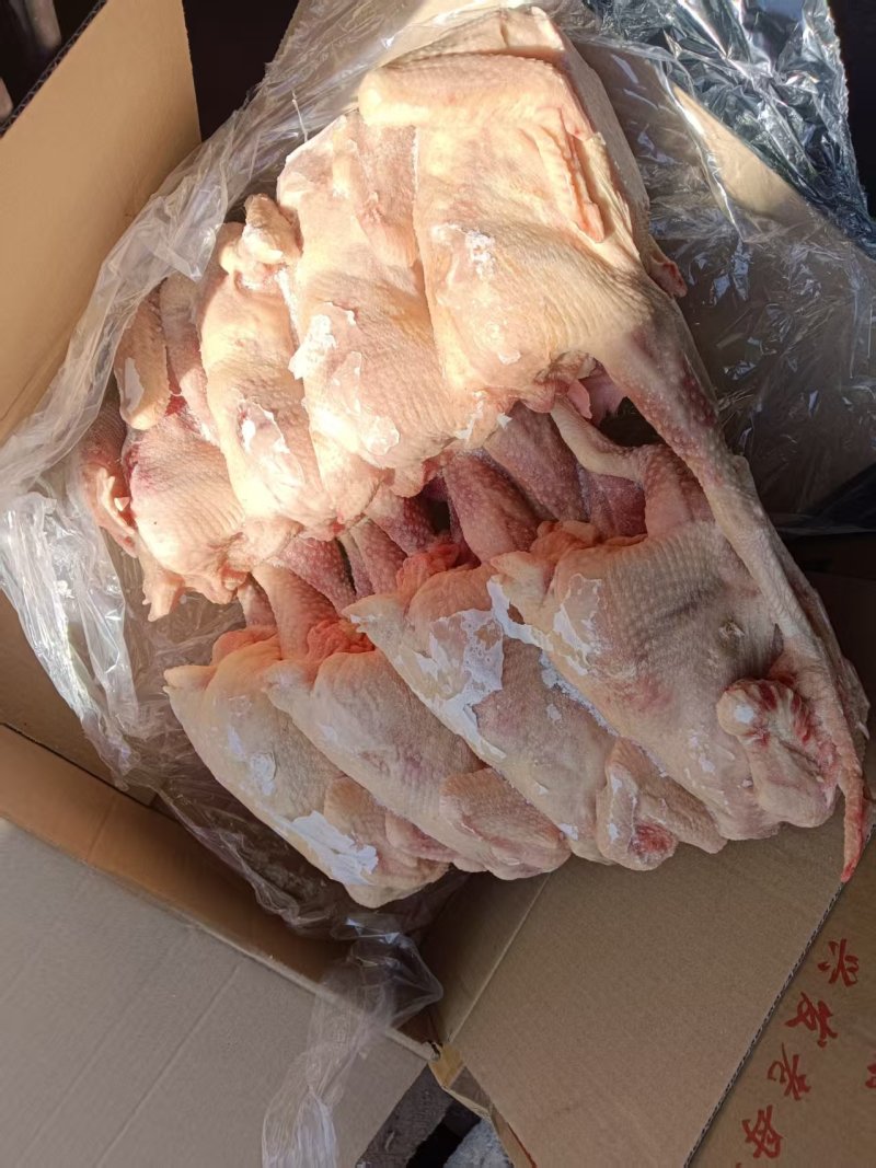 二级老母鸡