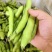 蚕豆长条蚕豆新品种云南独有的品种口感香甜耐保存耐运输