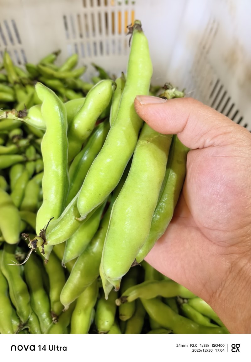 蚕豆长条蚕豆新品种云南独有的品种口感香甜耐保存耐运输