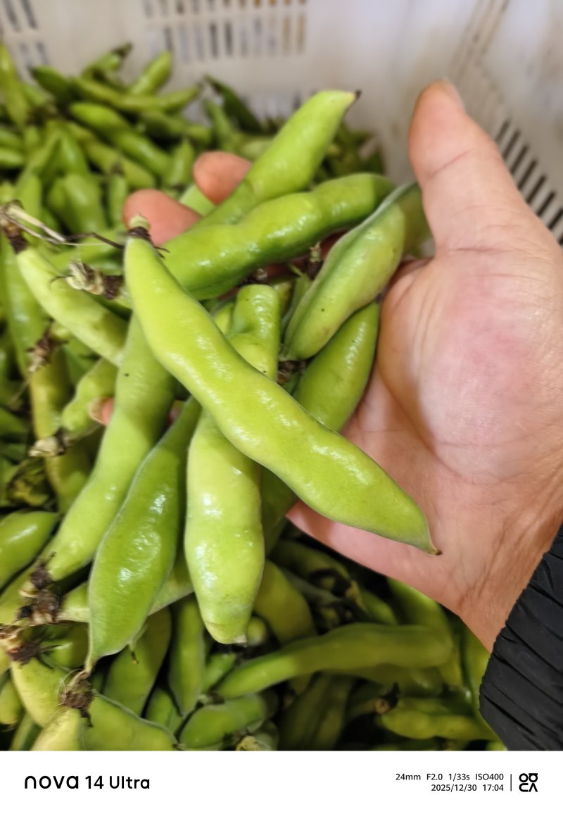 蚕豆长条蚕豆新品种云南独有的品种口感香甜耐保存耐运输
