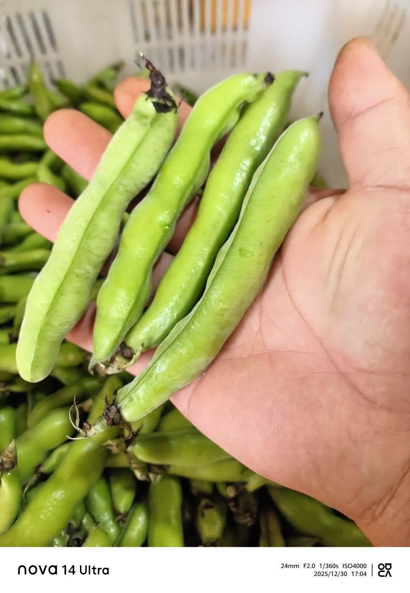蚕豆长条蚕豆新品种云南独有的品种口感香甜耐保存耐运输