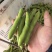 蚕豆长条蚕豆新品种云南独有的品种口感香甜耐保存耐运输