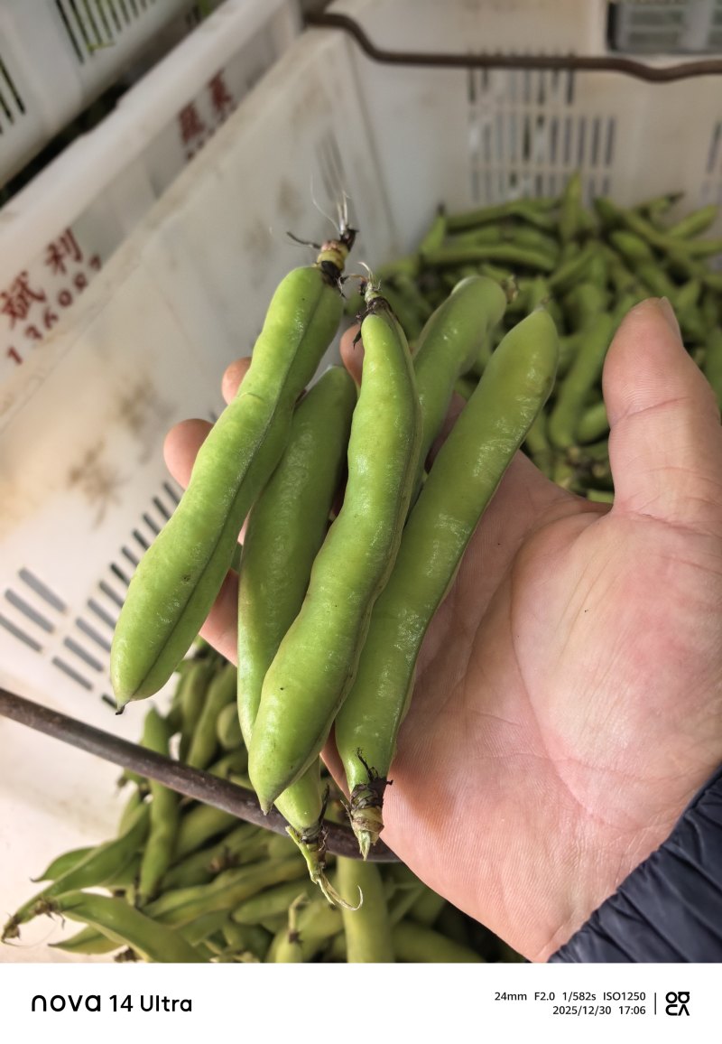 蚕豆长条蚕豆新品种云南独有的品种口感香甜耐保存耐运输