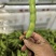 蚕豆长条蚕豆新品种云南独有的品种口感香甜耐保存耐运输