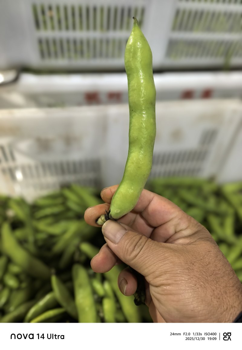 蚕豆长条蚕豆新品种云南独有的品种口感香甜耐保存耐运输