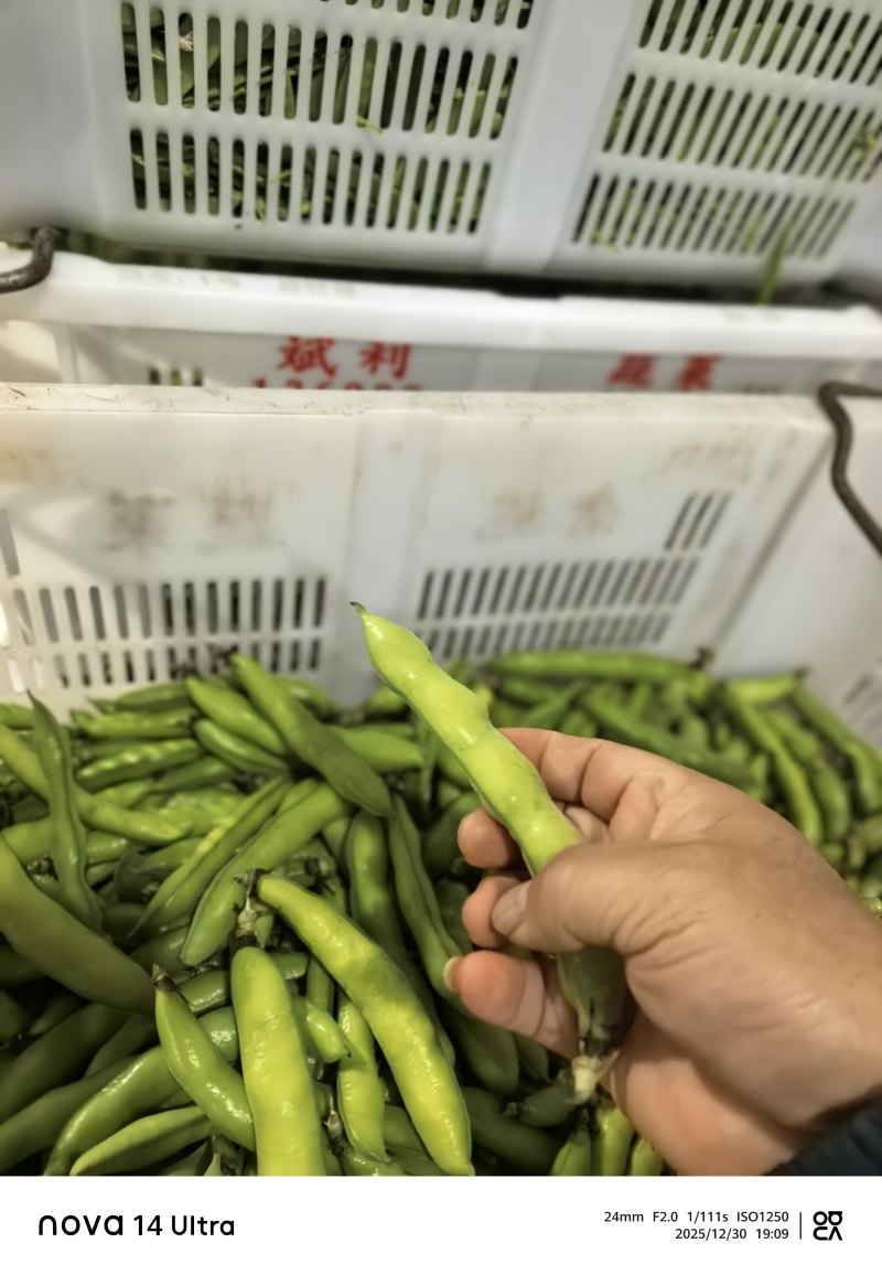 蚕豆长条蚕豆新品种云南独有的品种口感香甜耐保存耐运输