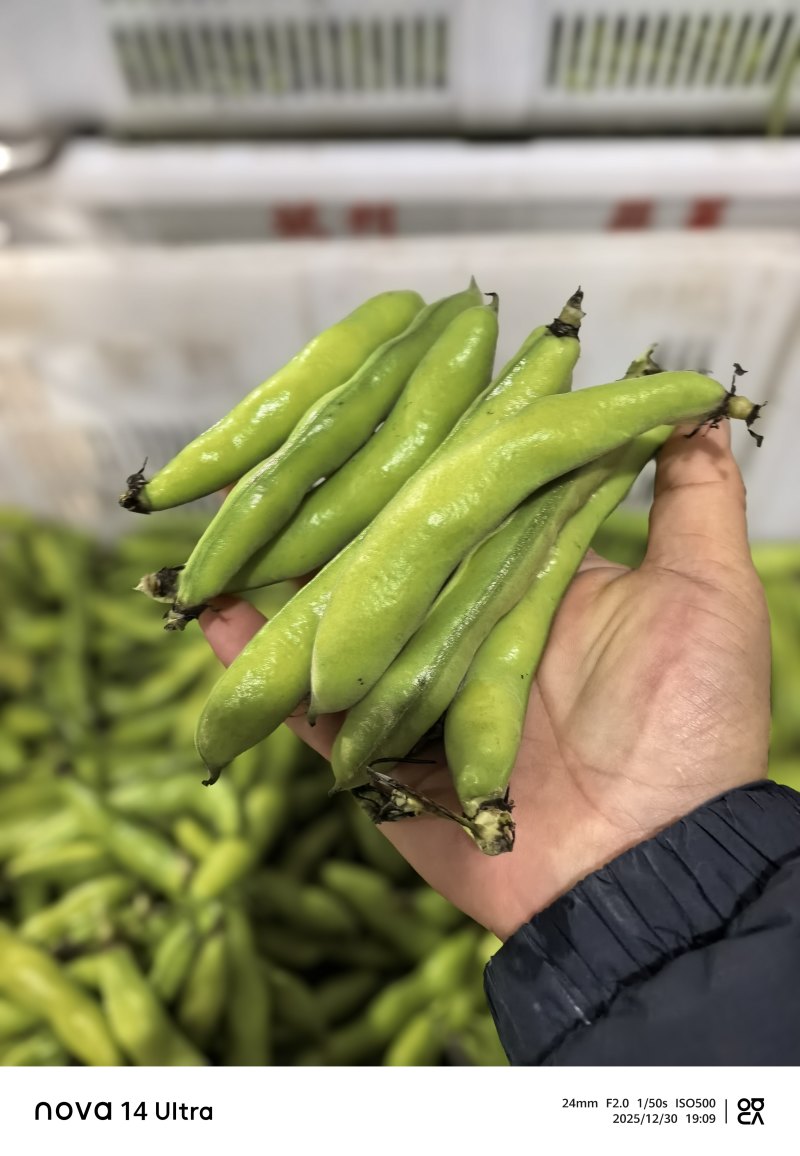 蚕豆长条蚕豆新品种云南独有的品种口感香甜耐保存耐运输