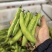 蚕豆长条蚕豆新品种云南独有的品种口感香甜耐保存耐运输
