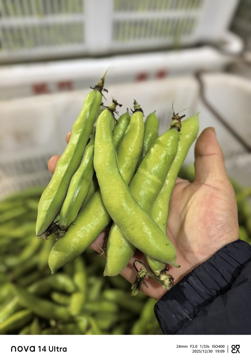 蚕豆长条蚕豆新品种云南独有的品种口感香甜耐保存耐运输