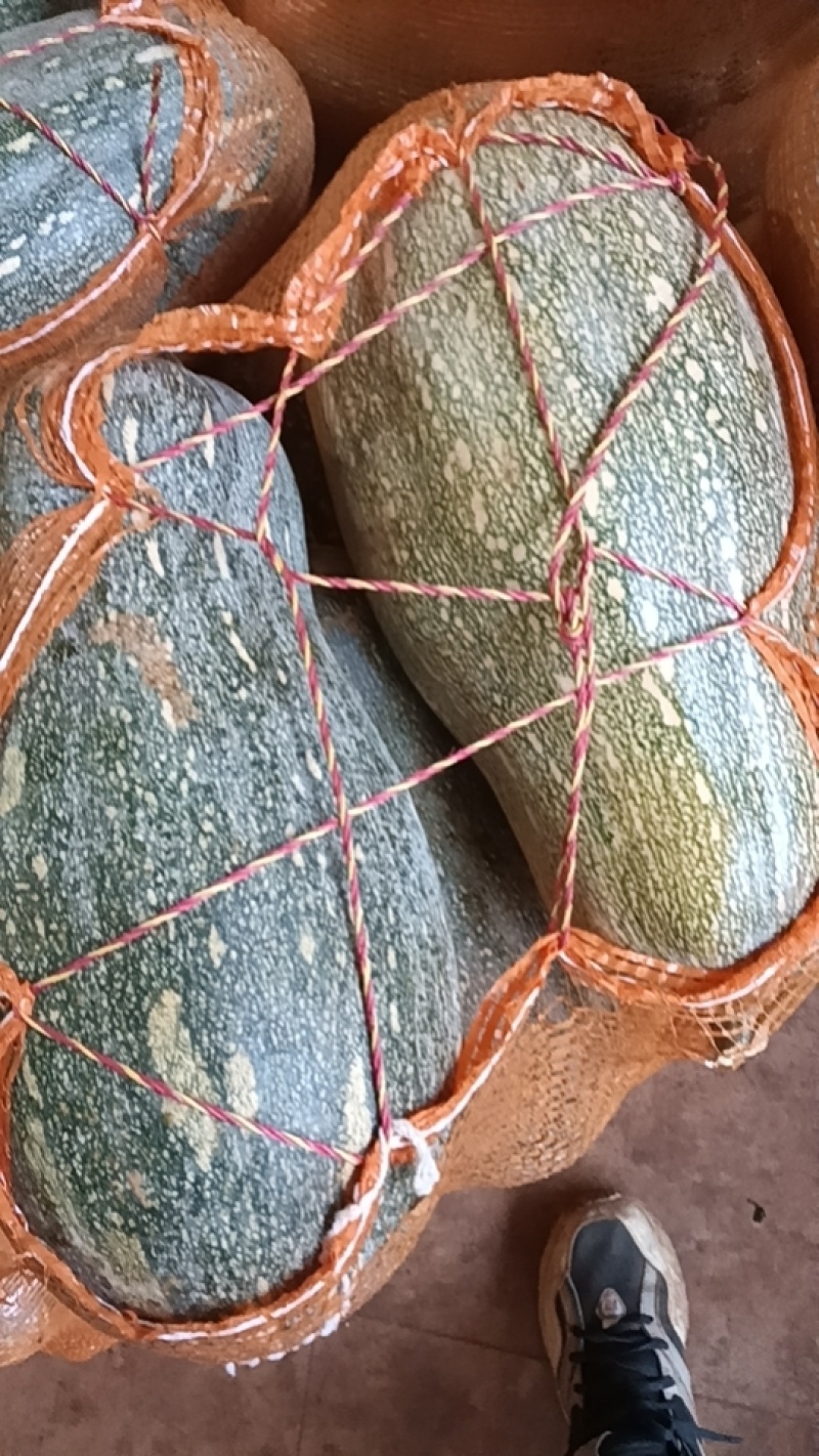 #密本南瓜，大量供应，可供应市场，电商，工厂