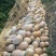 #密本南瓜，大量供应，可供应市场，电商，工厂