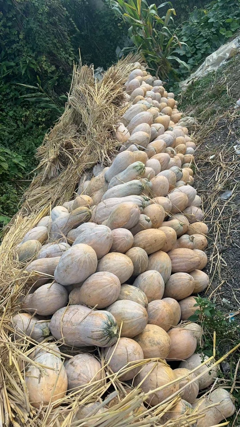 #密本南瓜，大量供应，可供应市场，电商，工厂