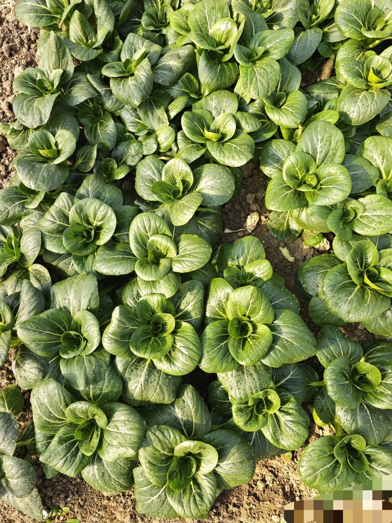 小青菜