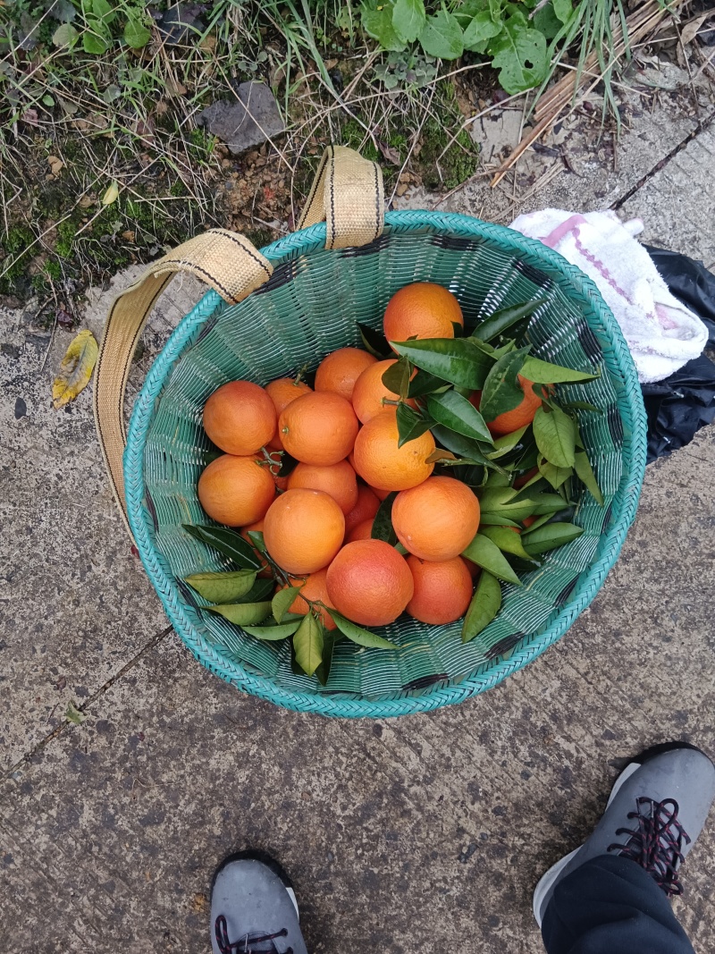 血橙代收按整车打包上车完成支持视频看货