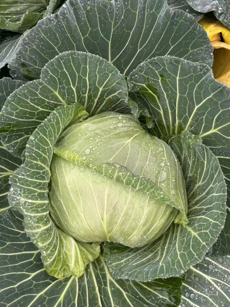 脆连白