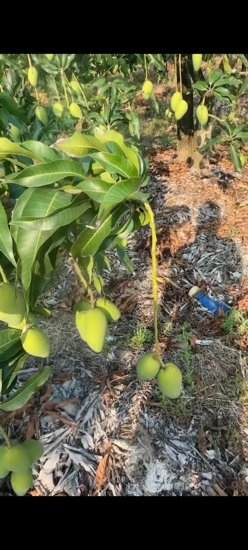 台农芒