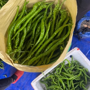 广东新苗货#螺线椒，基地直发，当天采摘