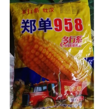 郑单958雅间