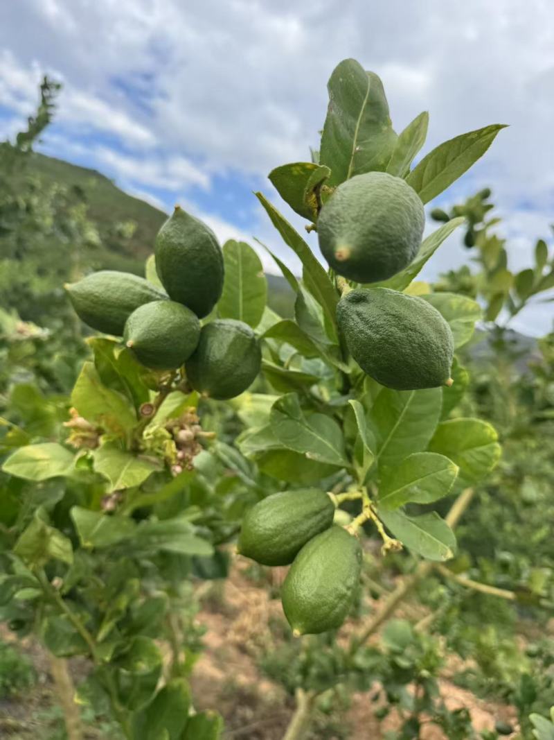 广东香水柠檬