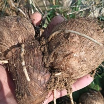 牛奶芋头软糯香甜现挖现发