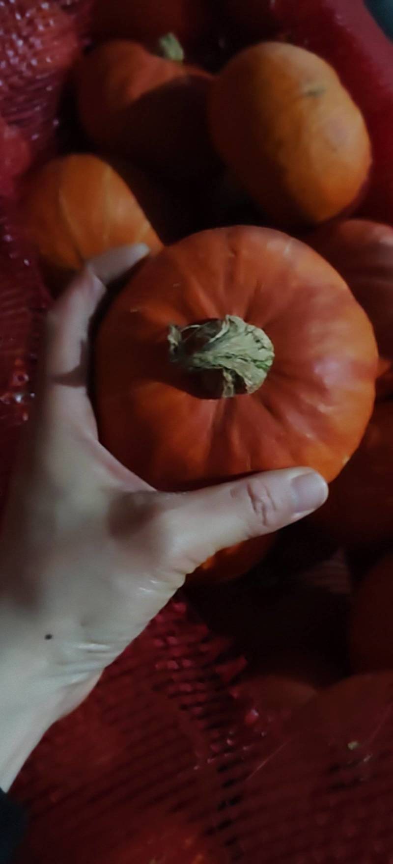 红贝贝南瓜对接档口.电商.商超.加工厂全国发货