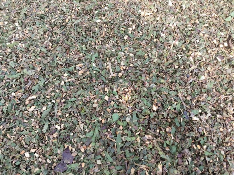 杂寄生/桑寄生