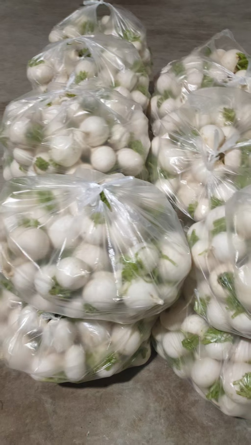贵州遵义霜打圆白萝卜新鲜蔬菜维生素