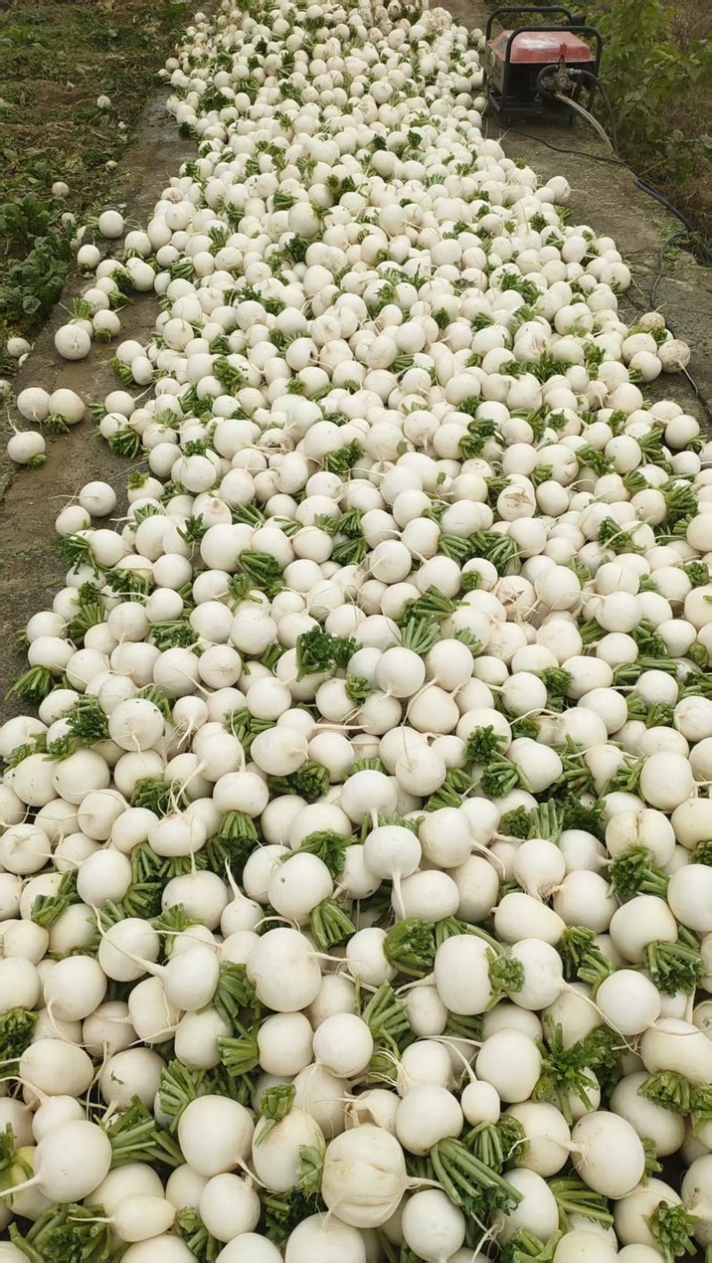 贵州遵义霜打圆白萝卜新鲜蔬菜维生素