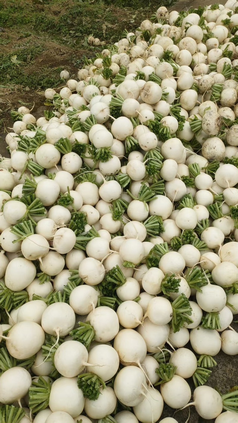 贵州遵义霜打圆白萝卜新鲜蔬菜维生素