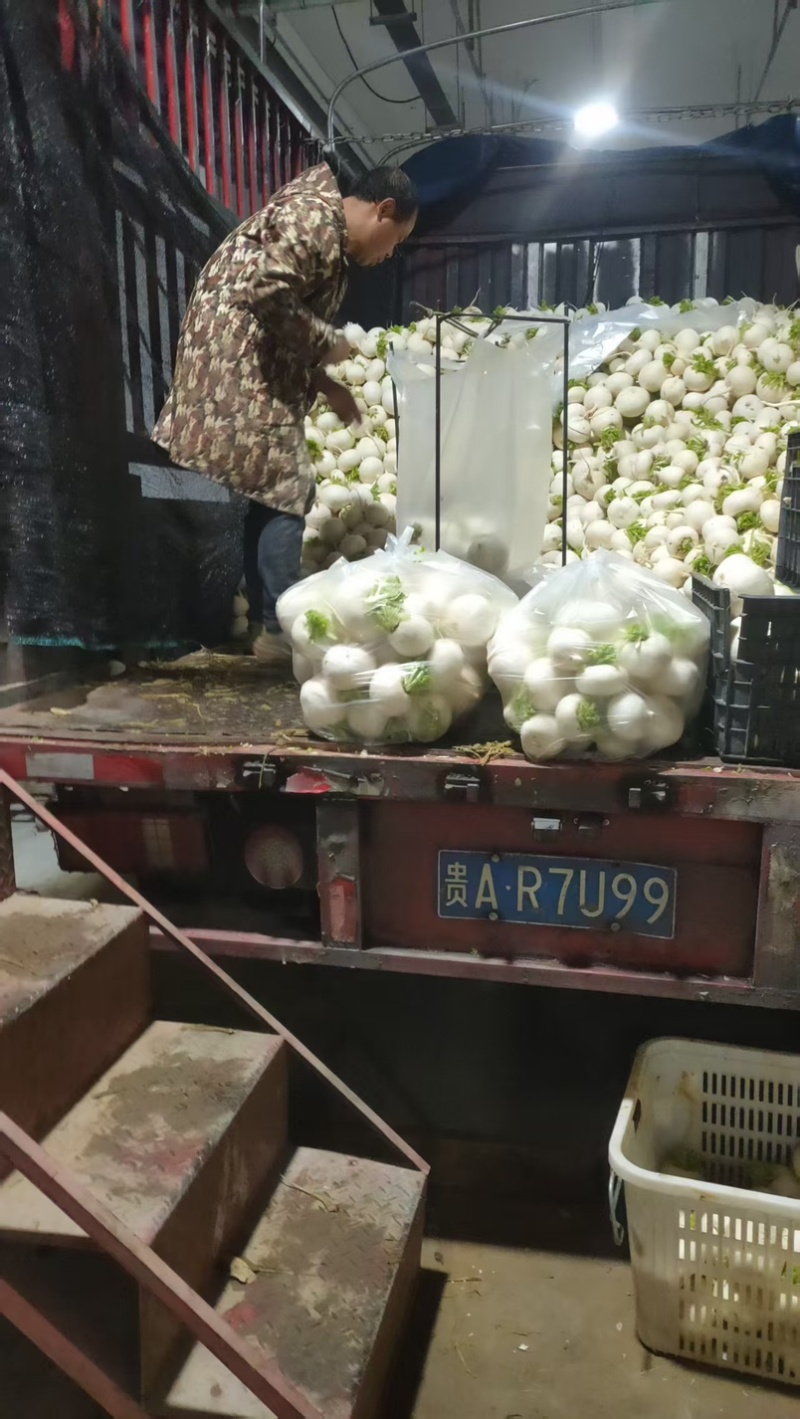 贵州遵义霜打圆白萝卜新鲜蔬菜维生素