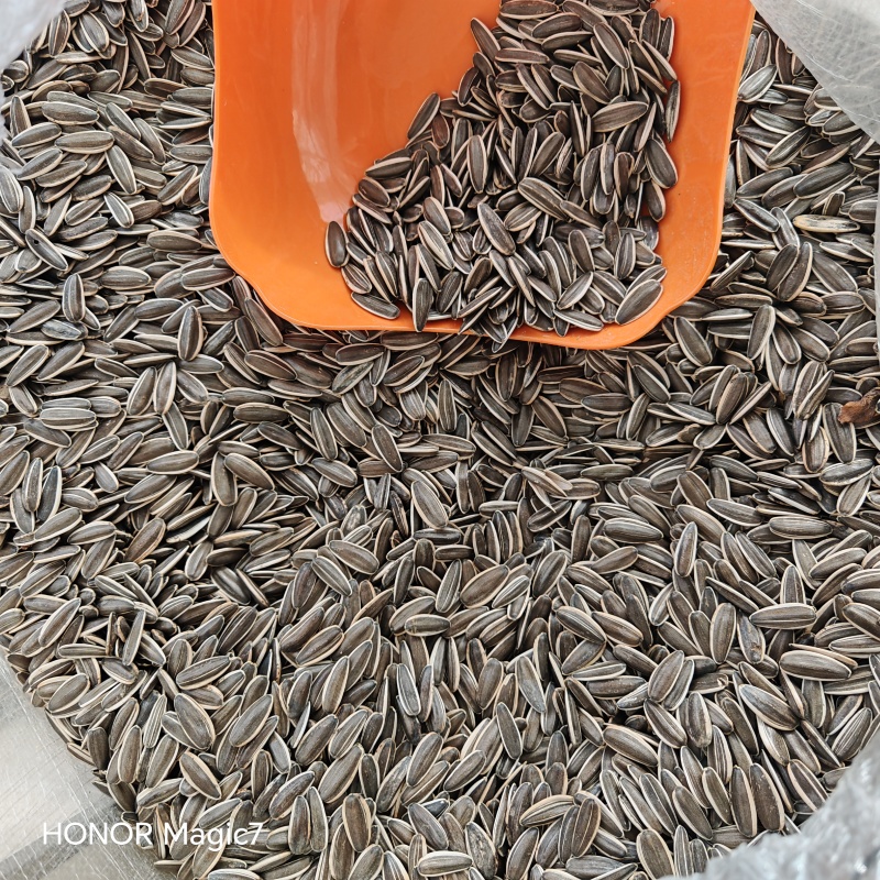 全新原味葵花籽