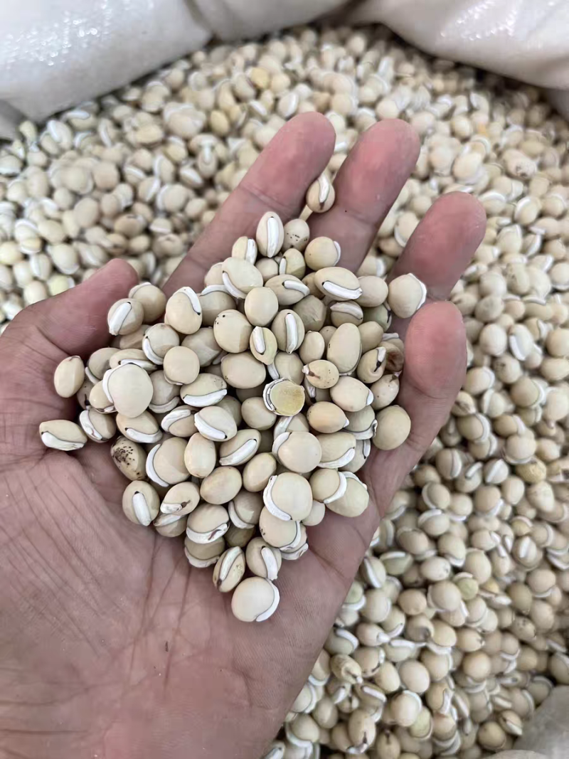 白扁豆云南道地白扁豆无硫新货保质保量一公斤起批