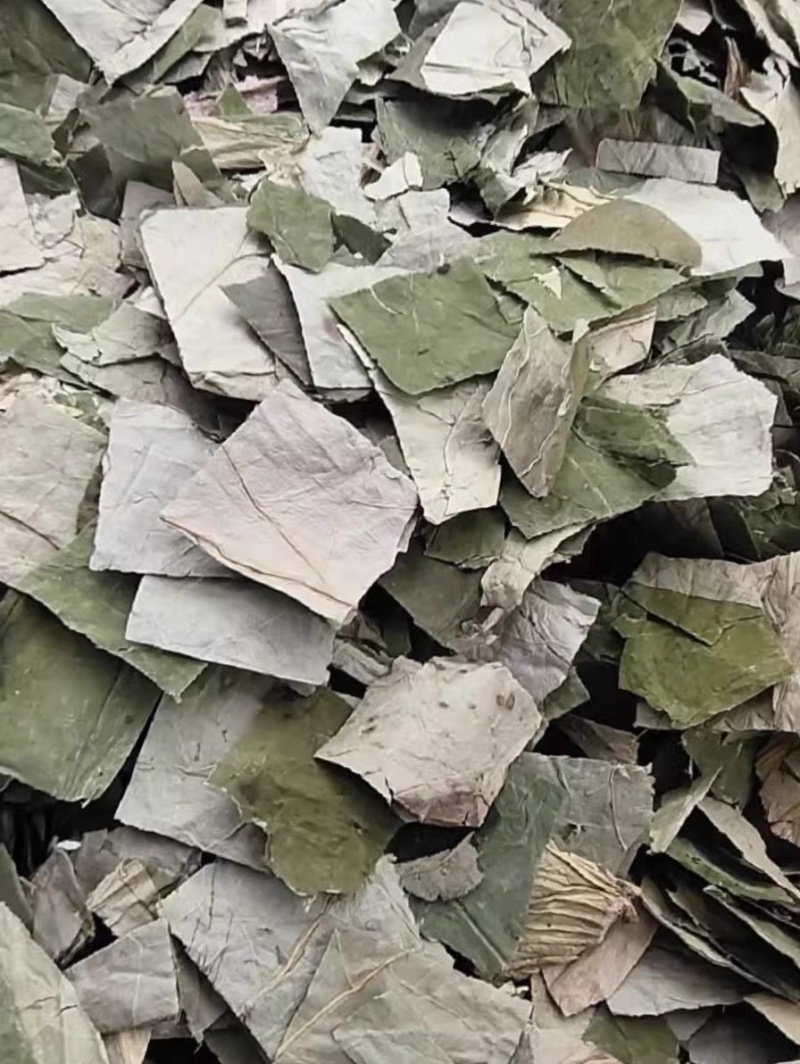 荷叶新货无硫荷叶块荷叶丝批发各种规格保证质量