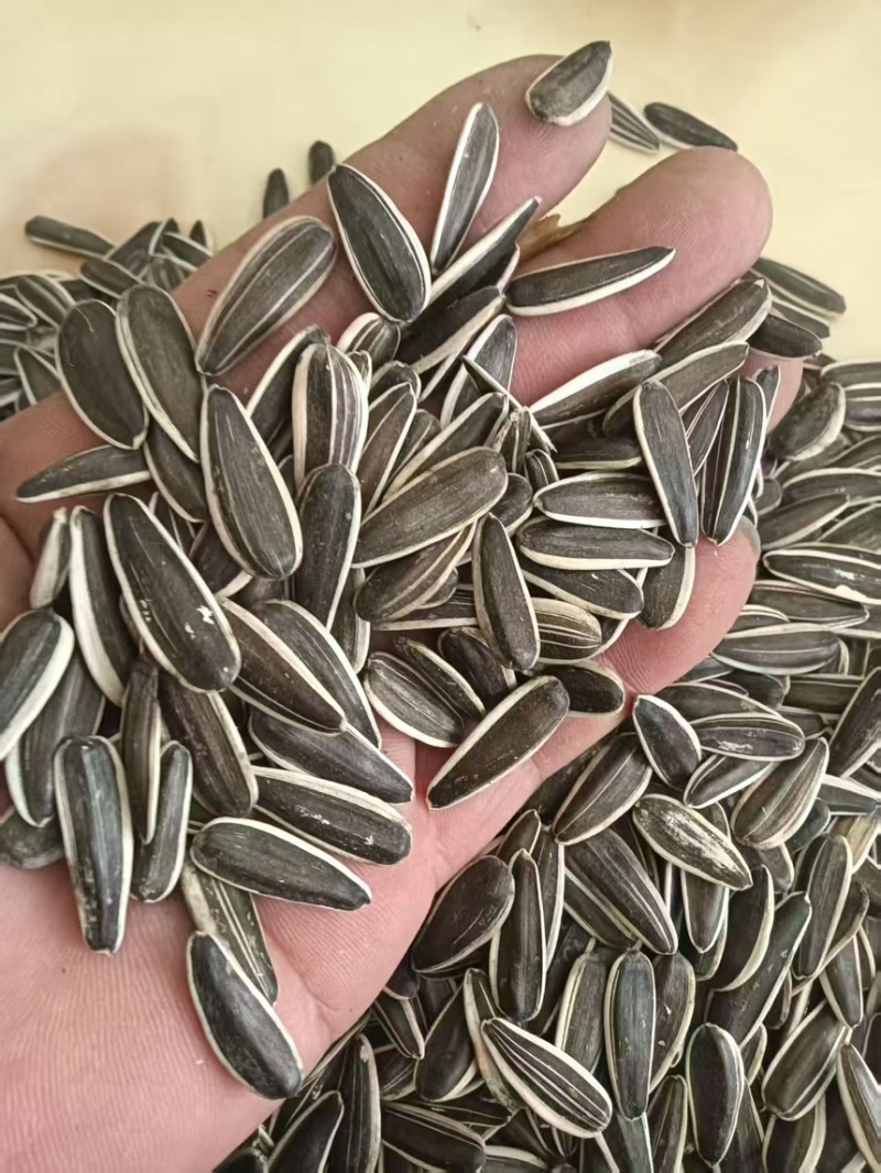 原味葵瓜子，新货支持一件代发，全国发货，内霉少！颗粒大