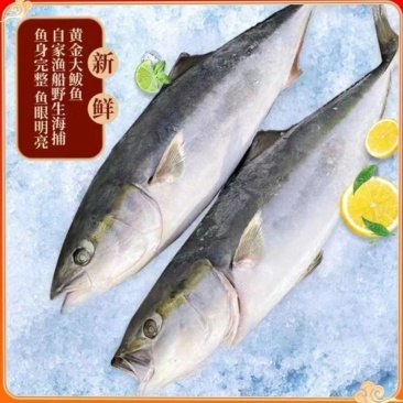 渤海湾黄金鲅鱼，马姣鱼，深海鱼。肉质饱满。