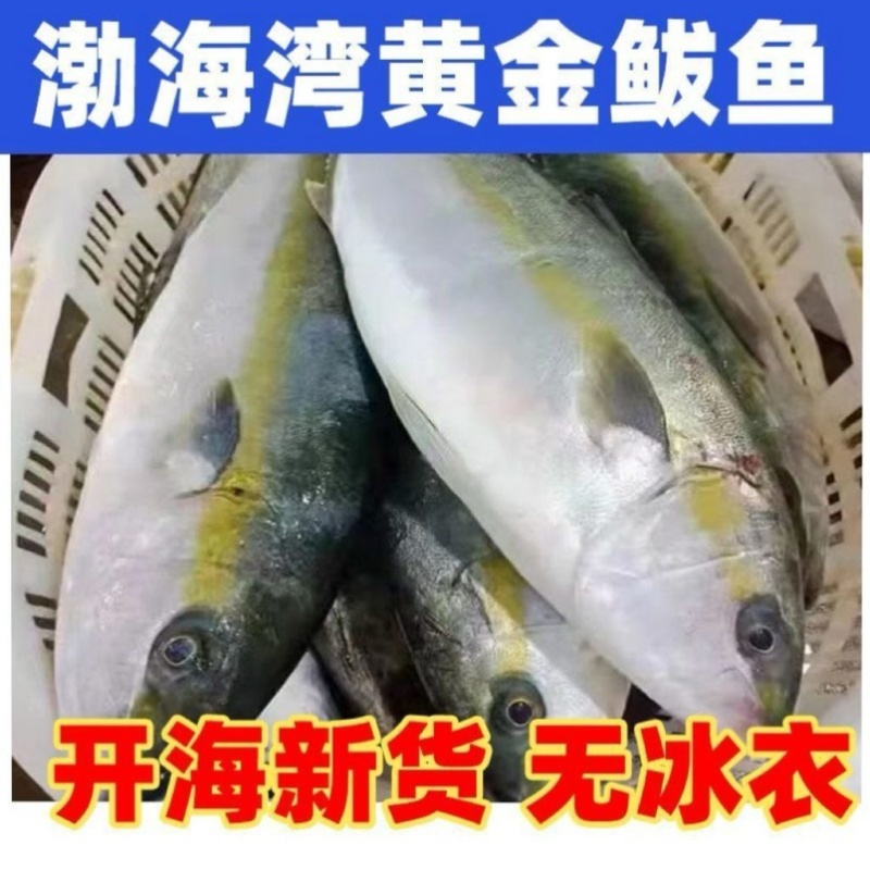 渤海湾黄金鲅鱼，马姣鱼，深海鱼。肉质饱满。