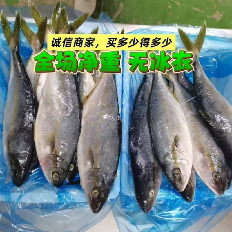渤海湾黄金鲅鱼，马姣鱼，深海鱼。肉质饱满。