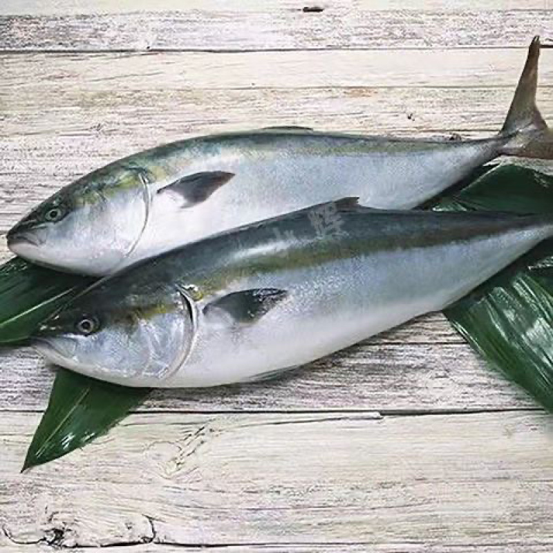 渤海湾黄金鲅鱼，马姣鱼，深海鱼。肉质饱满。