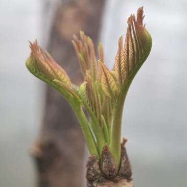 大棚反季节种植香椿芽儿基地直供