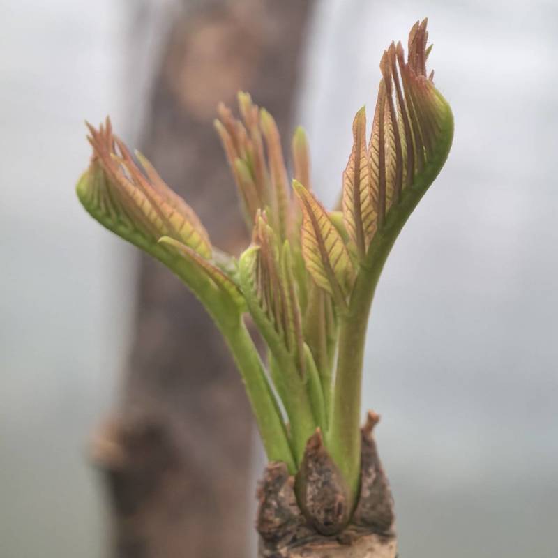 大棚反季节种植香椿芽儿基地直供