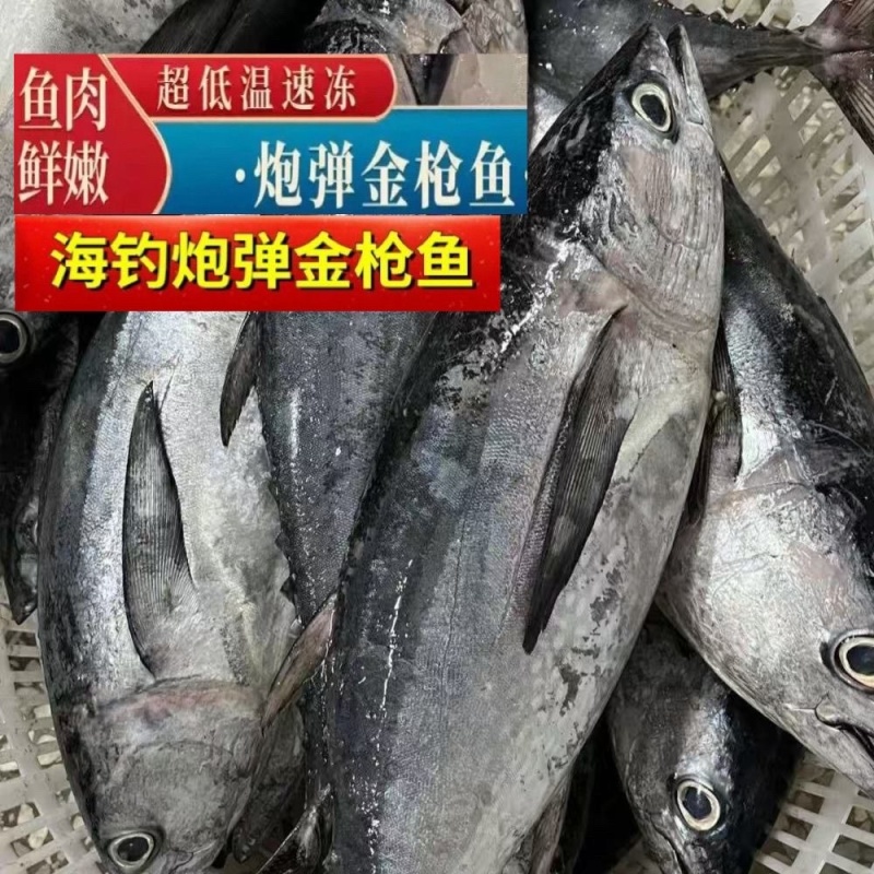 深海金枪鱼