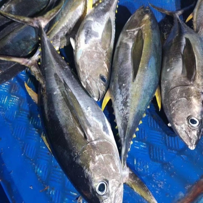 深海金枪鱼