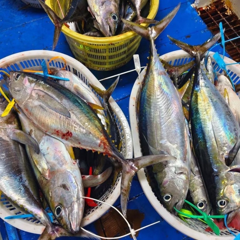 深海金枪鱼